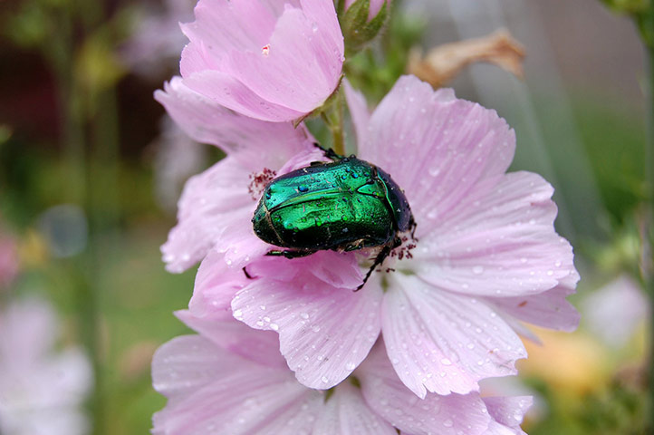 Green Shoots: wildlife in the garden
