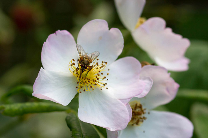 Green Shoots: wildlife in the garden