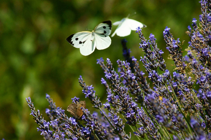 Green Shoots: wildlife in the garden