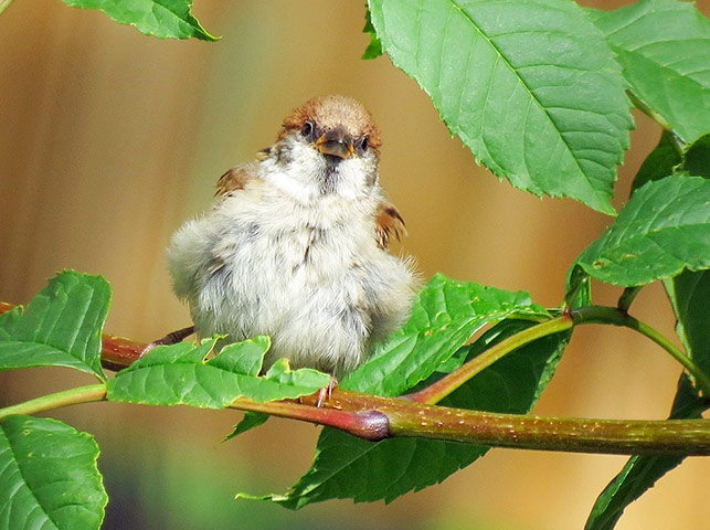 Green Shoots: wildlife in the garden