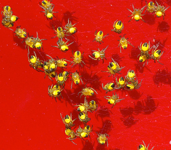 Green Shoots: wildlife in the garden