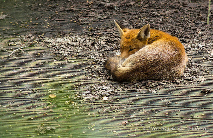 Green Shoots: wildlife in the garden