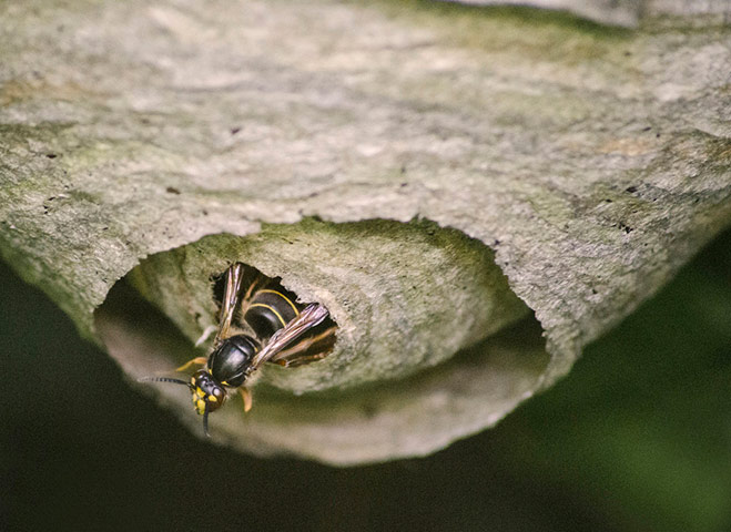 Green shoots: wildlife in the garden