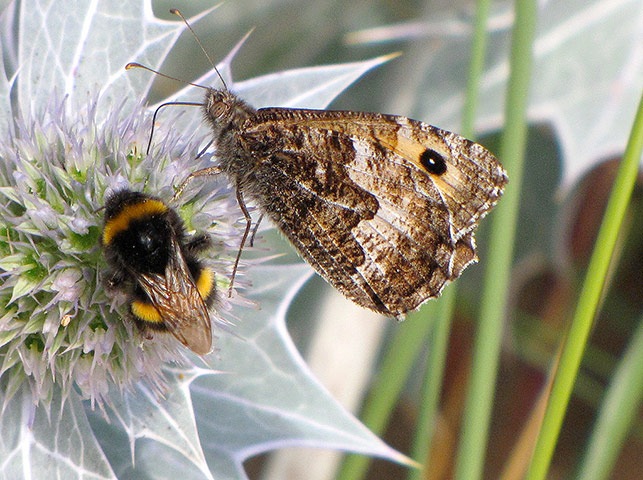 Green Shoots: wildlife in the garden