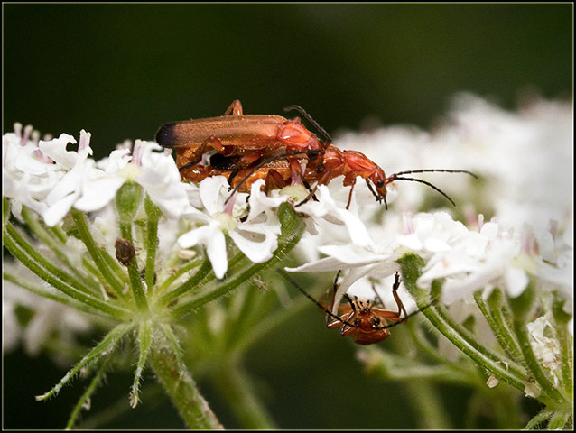 Green Shoots: wildlife in the garden