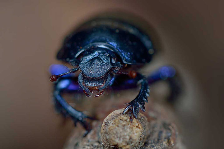 Green Shoots: about Wildlife in Garden