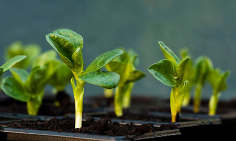 Seedlings