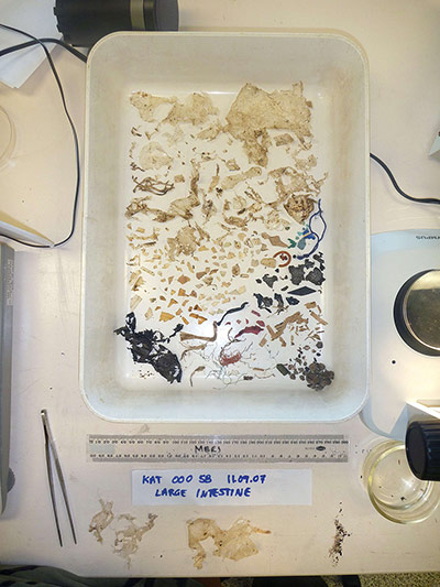 Week in wildlife: plastic removed from the intestine of a green sea turtle