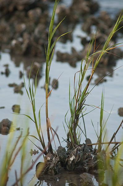 Week in wildlife: Aransas Pass