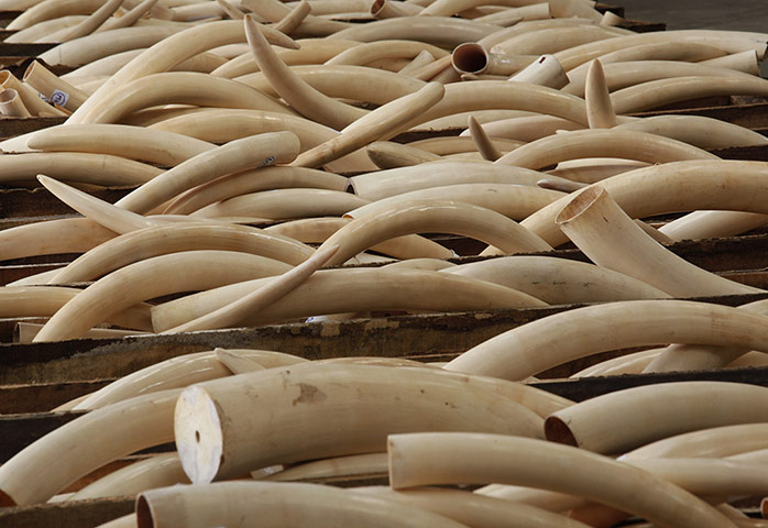 Week in wildlife: Ivory tusks at Hong Kong Customs from Nigeria