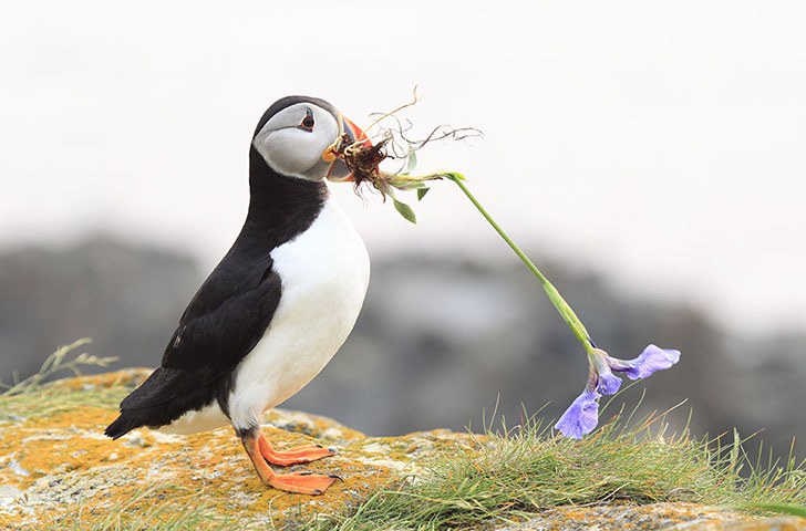 Week in wildlife: Puffins collecting flowers for nesting material, Newfoundland, Canada