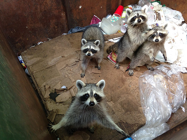 Week in wildlife: Raccoons Caught Red-Handed