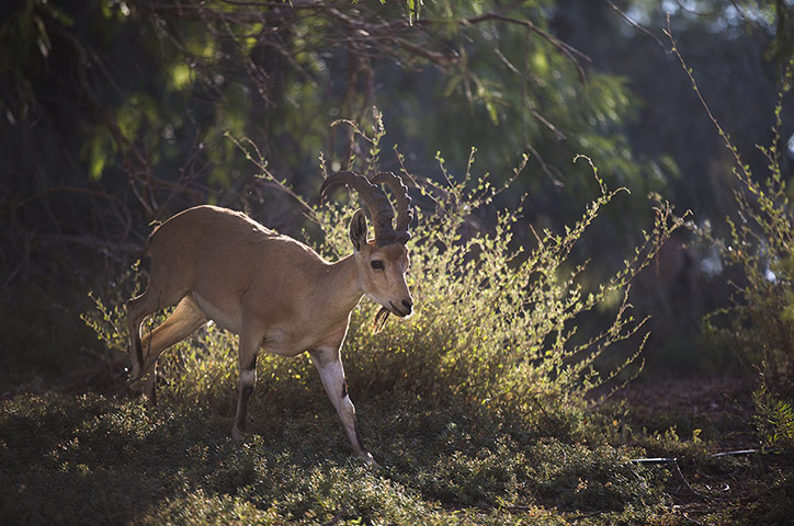 Week in wildlife: Wildlife In The Negev Desert