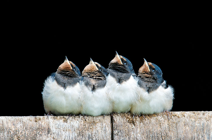 Week in wildlife: Fledgling swallows shelter from rain, Corwen, Wales - 05 Aug 2013