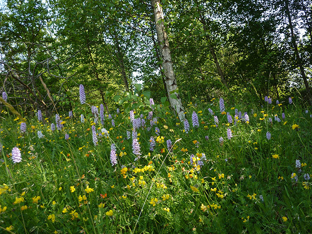 Week in wildlife: Orchids in bloom