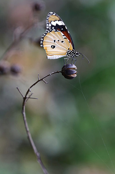 Week in wildlife: A butterfly sits on a flower
