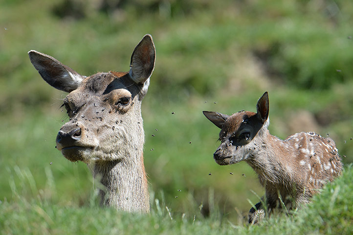 Week in wildlife: A deer and her one hour old deer calf 