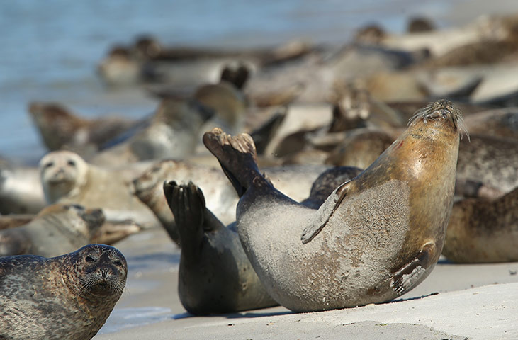 Week in wildlife: Heligoland Island