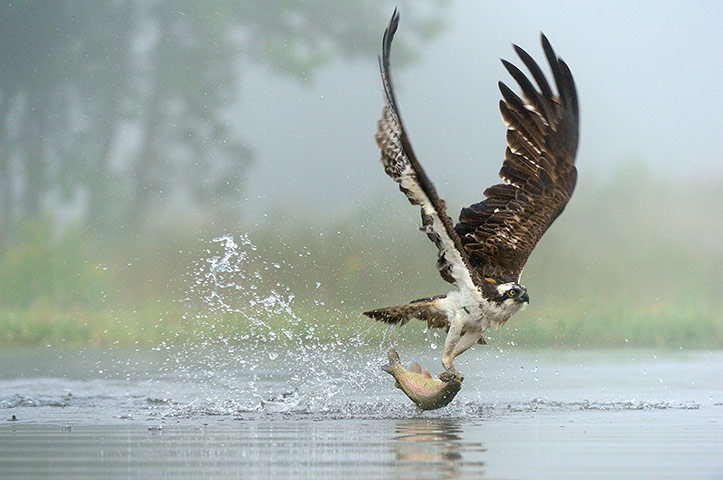 Week in wildlife: Osprey Lands a Fishy Lunch