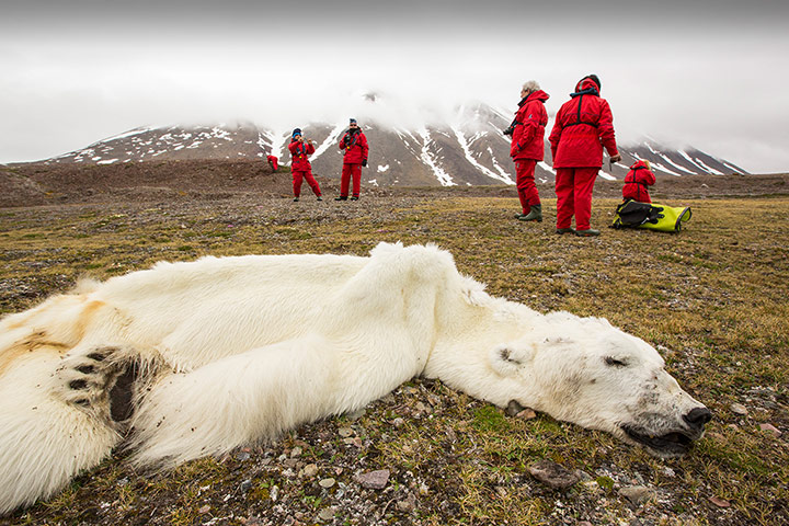 Week in wildlife: A male Polar Bear (Ursus maritimus) starved to death