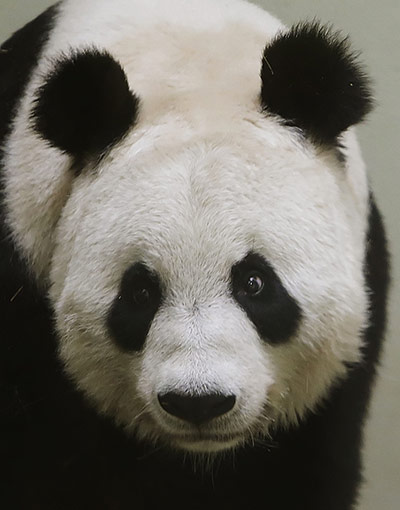Tian Tian: Zoo hopeful of panda pregnancy