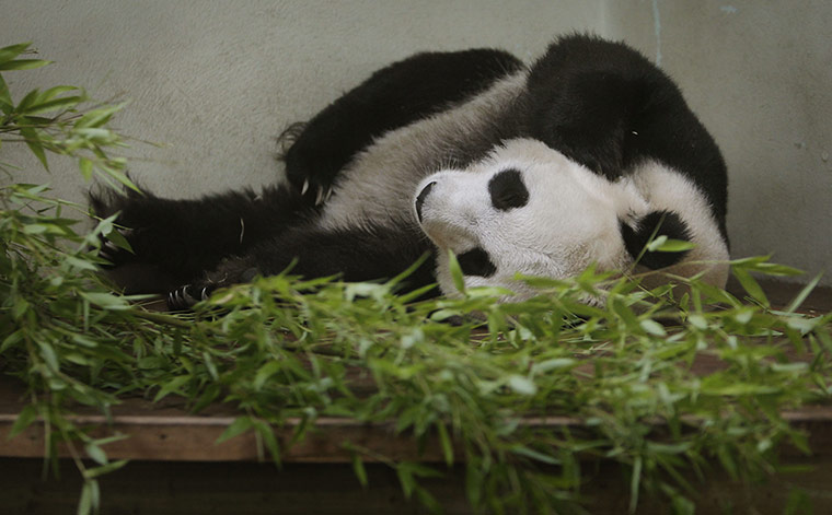 Tian Tian: Zoo hopeful of panda pregnancy