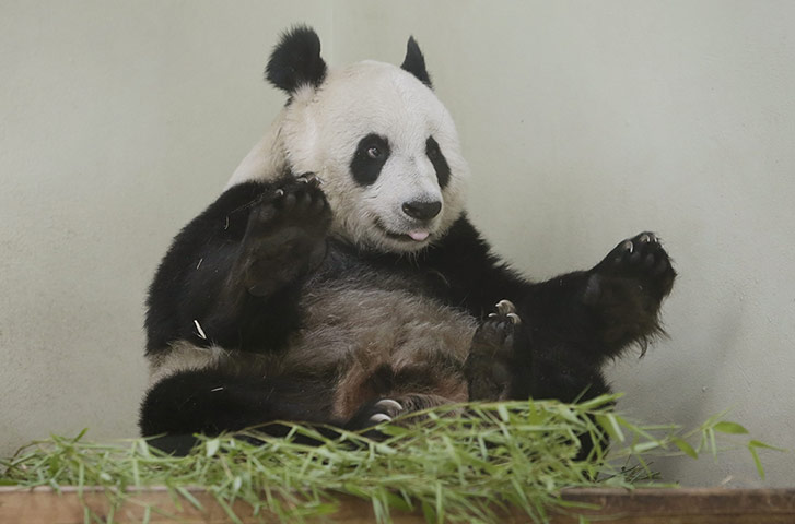 Tian Tian: Zoo hopeful of panda pregnancy