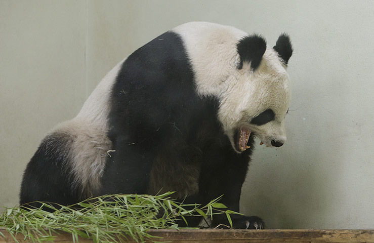 Tian Tian: Zoo hopeful of panda pregnancy