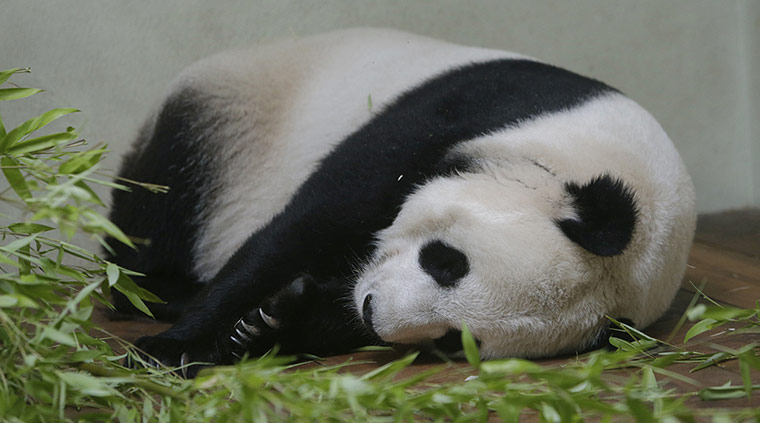 Tian Tian: Zoo hopeful of panda pregnancy