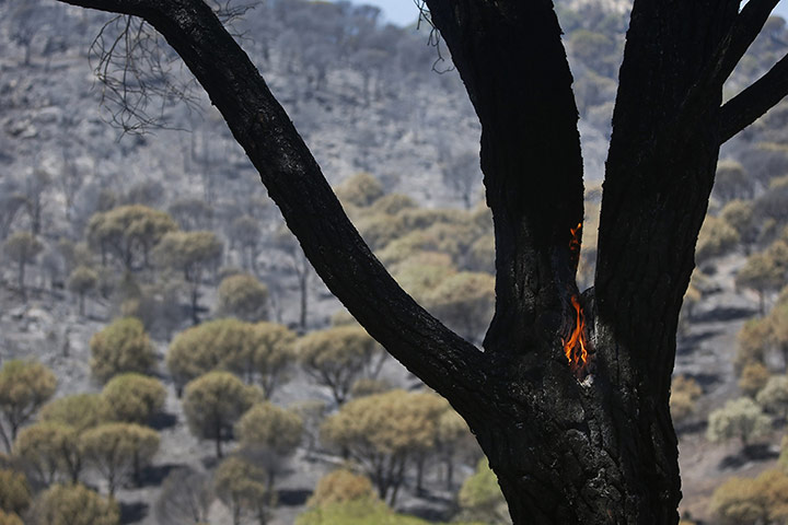 20 Photos: A flame is seen on a burnt tree during a wildfire outside Cebreros