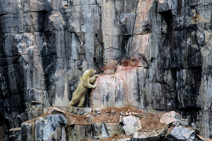 20 Photos: Female polar bear attempts to catch birds to eat in Spitsbergen, Norway