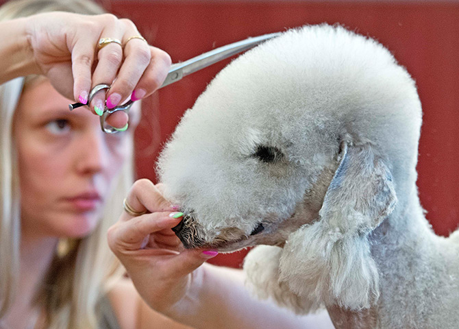 Weekend in pictures: Stadtroda, Germany: A woman works on her Bedlington Terrier dog in the scis