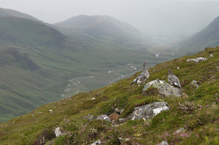 Wildlife Photography 2013: Summer Ptarmigan