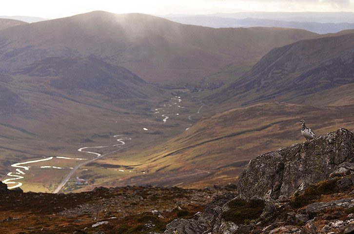 Wildlife Photography 2013: Autumn Ptarmigan