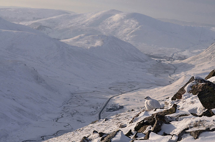 Wildlife Photography 2013: Winter Ptarmigan