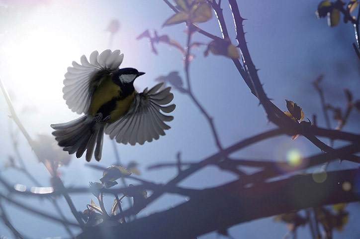 Wildlife Photography 2013: Great tit