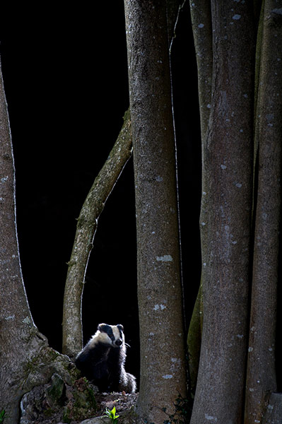 Wildlife Photography 2013: Badger in the Woods