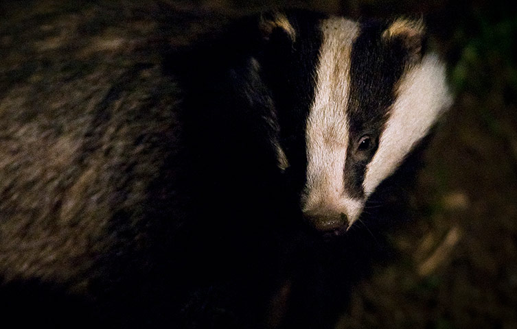 Wildlife Photography 2013: A badger