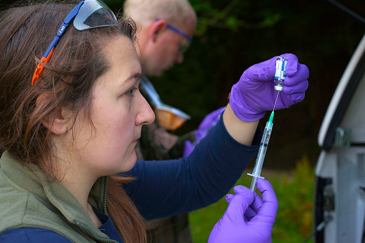 Wildlife Photography 2013: Badger vaccination