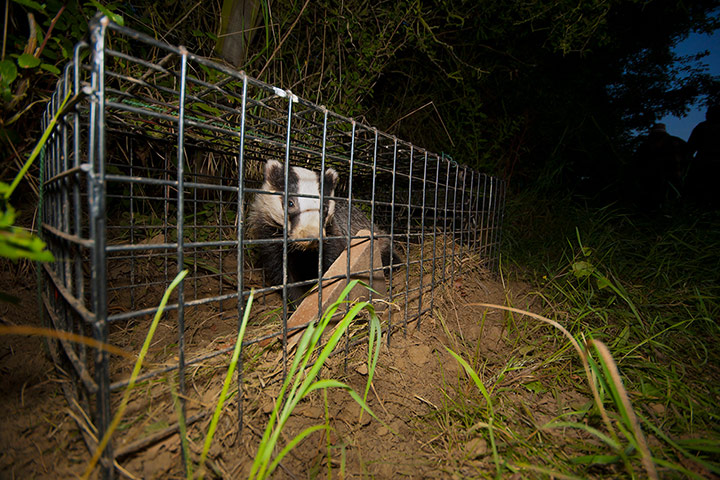 Wildlife Photography 2013: Badger cage
