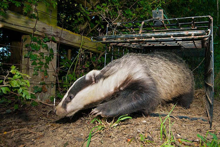 Wildlife Photography 2013: Badger free