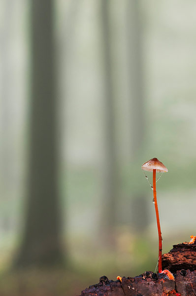 Wildlife Photography 2013: In the Shadow of Giants