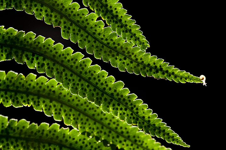 Wildlife Photography 2013: Viewpoint