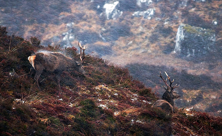 Wildlife Photography 2013: Habitat winner