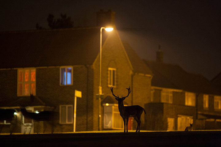 Wildlife Photography 2013: Fallow deer
