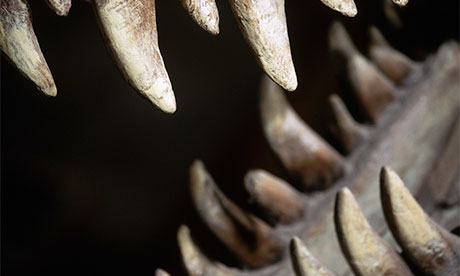 Teeth of a Tyrannosaurus Rex