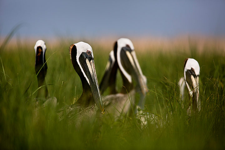 Changing Tides on Maryland's Smith Island