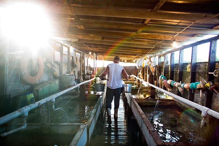 Smith Island : Changing Tides on Maryland's Smith Island