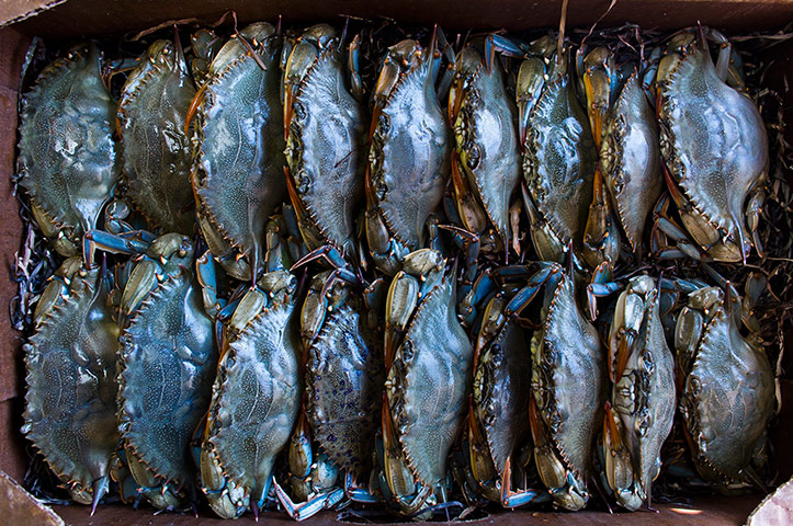 Smith Island : Soft-shell crabs on Maryland's Smith Island