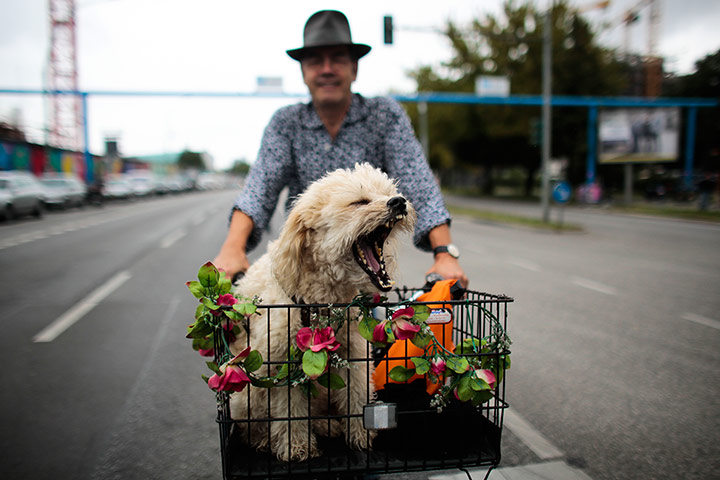 Lighter Look: Dog on a bike